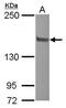 Nuclear Receptor Coactivator 2 antibody, PA5-29482, Invitrogen Antibodies, Western Blot image 