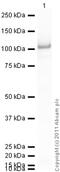 Signal Transducer And Activator Of Transcription 5A antibody, ab32043, Abcam, Western Blot image 