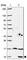 Small Nuclear Ribonucleoprotein Polypeptide G antibody, HPA064152, Atlas Antibodies, Western Blot image 