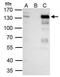 Forkhead Box E1 antibody, PA5-29065, Invitrogen Antibodies, Immunoprecipitation image 