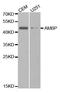 Alpha-1-Microglobulin/Bikunin Precursor antibody, orb135046, Biorbyt, Western Blot image 
