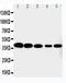Cyclin Dependent Kinase 7 antibody, PA2126-1, Boster Biological Technology, Western Blot image 