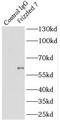 Frizzled Class Receptor 7 antibody, FNab03221, FineTest, Immunoprecipitation image 