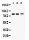 Synapsin I antibody, PB10099, Boster Biological Technology, Western Blot image 