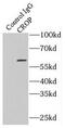 Luc7-like protein 3 antibody, FNab01992, FineTest, Immunoprecipitation image 