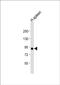 VAC14 Component Of PIKFYVE Complex antibody, PA5-49504, Invitrogen Antibodies, Western Blot image 