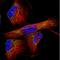 Tu Translation Elongation Factor, Mitochondrial antibody, NBP2-36752, Novus Biologicals, Immunofluorescence image 