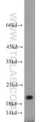 Interferon Stimulated Exonuclease Gene 20 antibody, 22097-1-AP, Proteintech Group, Western Blot image 