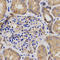 Cyclin Dependent Kinase Inhibitor 3 antibody, A05157-1, Boster Biological Technology, Immunohistochemistry frozen image 