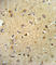 Oxidized Low Density Lipoprotein Receptor 1 antibody, abx034133, Abbexa, Western Blot image 
