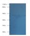 Tetratricopeptide Repeat Domain 1 antibody, MBS715110, MyBioSource, Western Blot image 