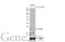 Glutathione Peroxidase 2 antibody, GTX635477, GeneTex, Western Blot image 