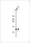 SH3 Domain Binding Glutamate Rich Protein Like antibody, 60-894, ProSci, Western Blot image 