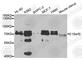 Twinkle protein, mitochondrial antibody, A5303, ABclonal Technology, Western Blot image 