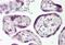 Distal-Less Homeobox 3 antibody, ARP32213_P050, Aviva Systems Biology, Immunohistochemistry frozen image 