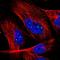 Protein Phosphatase 2 Regulatory Subunit B''Alpha antibody, NBP1-87234, Novus Biologicals, Immunofluorescence image 