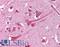NIMA Related Kinase 9 antibody, LS-B1638, Lifespan Biosciences, Immunohistochemistry frozen image 