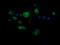 T-cell surface glycoprotein CD1c antibody, LS-C174299, Lifespan Biosciences, Immunofluorescence image 
