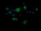 CD1c Molecule antibody, LS-C174299, Lifespan Biosciences, Immunofluorescence image 