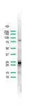 Rho-GDI beta antibody, PA5-32377, Invitrogen Antibodies, Western Blot image 