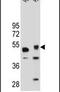 Tigger transposable element-derived protein 3 antibody, PA5-24519, Invitrogen Antibodies, Western Blot image 