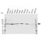 Signal transducer and activator of transcription 1 antibody, VPA00008, Bio-Rad (formerly AbD Serotec) , Western Blot image 