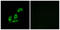 N-Terminal EF-Hand Calcium Binding Protein 3 antibody, LS-B9705, Lifespan Biosciences, Immunofluorescence image 