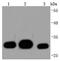 Galectin 3 antibody, NBP2-66857, Novus Biologicals, Western Blot image 