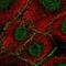 Argonaute RISC Catalytic Component 2 antibody, PA5-66129, Invitrogen Antibodies, Immunofluorescence image 