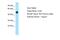 CCR4-NOT Transcription Complex Subunit 3 antibody, PA5-68629, Invitrogen Antibodies, Western Blot image 