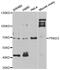 Protein Kinase D3 antibody, abx005355, Abbexa, Western Blot image 