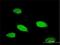 Transcription Factor Like 5 antibody, H00010732-M01, Novus Biologicals, Immunofluorescence image 