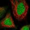 WD Repeat Domain 41 antibody, HPA043124, Atlas Antibodies, Immunofluorescence image 