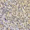F-Box And WD Repeat Domain Containing 7 antibody, A5872, ABclonal Technology, Immunohistochemistry paraffin image 