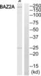 Bromodomain Adjacent To Zinc Finger Domain 2A antibody, abx014282, Abbexa, Western Blot image 