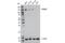 Tripartite Motif Containing 37 antibody, 96167S, Cell Signaling Technology, Western Blot image 