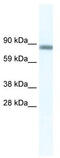 GATA Zinc Finger Domain Containing 2A antibody, TA329994, Origene, Western Blot image 