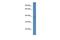 Beta-1,3-N-Acetylgalactosaminyltransferase 1 (Globoside Blood Group) antibody, GTX44688, GeneTex, Western Blot image 