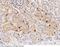 Dipeptidyl Peptidase 7 antibody, 101556-T08, Sino Biological, Immunohistochemistry paraffin image 