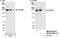 Zinc Finger MYM-Type Containing 4 antibody, NB100-94999, Novus Biologicals, Western Blot image 
