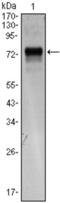 X-Box Binding Protein 1 antibody, abx012101, Abbexa, Enzyme Linked Immunosorbent Assay image 