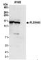 Pleckstrin Homology Domain Containing A5 antibody, NBP2-37696, Novus Biologicals, Immunoprecipitation image 