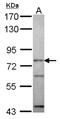 Origin Recognition Complex Subunit 3 antibody, NBP2-19632, Novus Biologicals, Western Blot image 