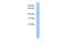 Autophagy Related 4A Cysteine Peptidase antibody, 25-796, ProSci, Enzyme Linked Immunosorbent Assay image 