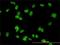 Mediator Complex Subunit 31 antibody, H00051003-M01, Novus Biologicals, Immunocytochemistry image 