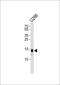 Phospholamban antibody, MBS9206238, MyBioSource, Western Blot image 