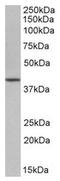 POU Class 5 Homeobox 1 antibody, AP22409PU-N, Origene, Western Blot image 