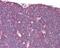 LCK Proto-Oncogene, Src Family Tyrosine Kinase antibody, PA5-78039, Invitrogen Antibodies, Immunohistochemistry frozen image 