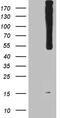 WD Repeat Domain, Phosphoinositide Interacting 1 antibody, M06206-1, Boster Biological Technology, Western Blot image 