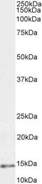 Parvalbumin antibody, LS-B3601, Lifespan Biosciences, Western Blot image 